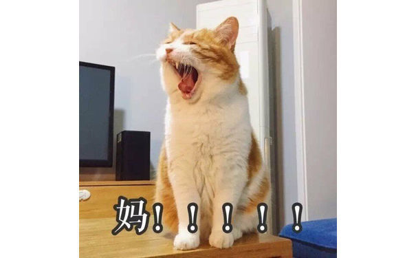 妈！！（小猫）