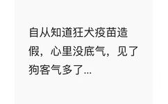 自从知道狂犬疫苗造假，心里没底气，见了狗客气多了