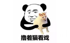 撸着猫看戏