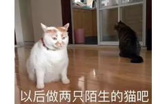 以后做两只陌生的猫吧