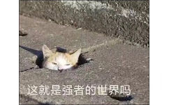 这就是强者的世界吗