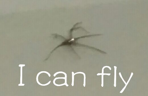 I can fly