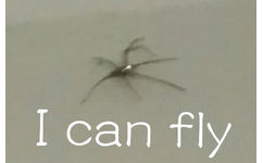 I can fly