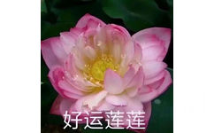 好运莲莲