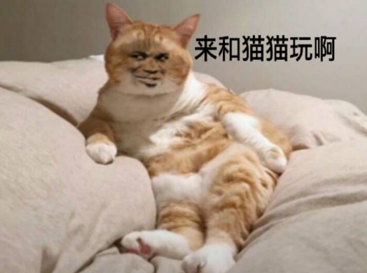 来和猫猫玩啊