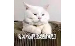 我小猫咪无话可说