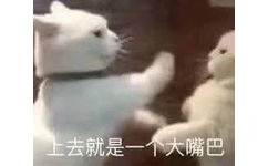 上去就是一个大嘴巴(猫猫表情包)