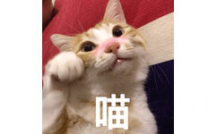 喵（猫咪）