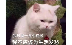 我只是一只小猫咪我不应该为生活发愁