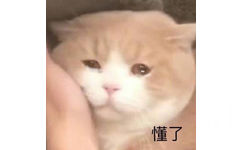 懂了（猫咪流泪）