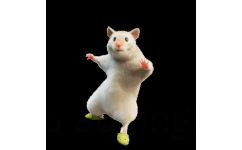 鼠鼠跳舞 GIF 动图表情包