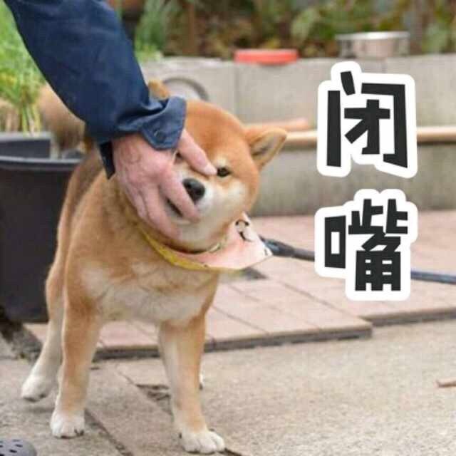 闭嘴 - 柴犬表情包 ​