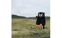 熊本熊遛狗 - 超级骚浪贱的熊本熊动图