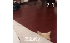 怎么啦？猫咪表情包