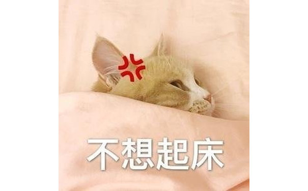 不想起床 - 猫咪喊起床表情包