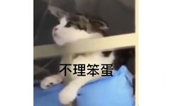 不理笨蛋 猫咪表情包