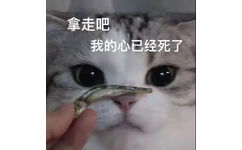 拿走吧手上我的心已经死了(猫猫表情包)