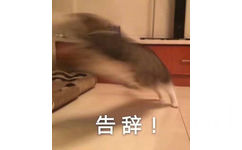 告辞（猫咪跑走）