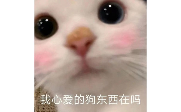 我心爱的狗东西在吗