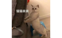 猫猫祟祟 - 猫猫表情包系列