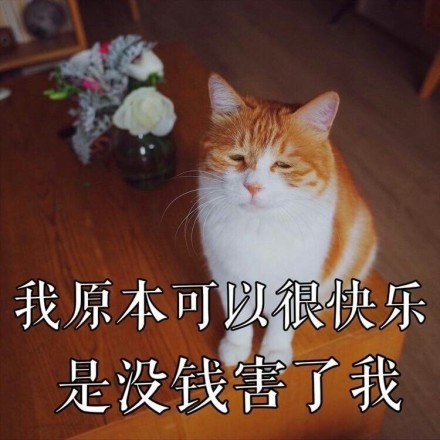 我原本可以很快乐是没钱害了我(猫咪)