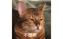 不想听(猫咪)