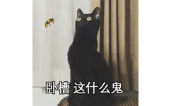 卧槽，这是什么鬼 - 长颈黑猫动图系列