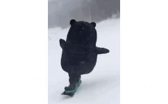 熊本熊滑雪 - 超级骚浪贱的熊本熊动图