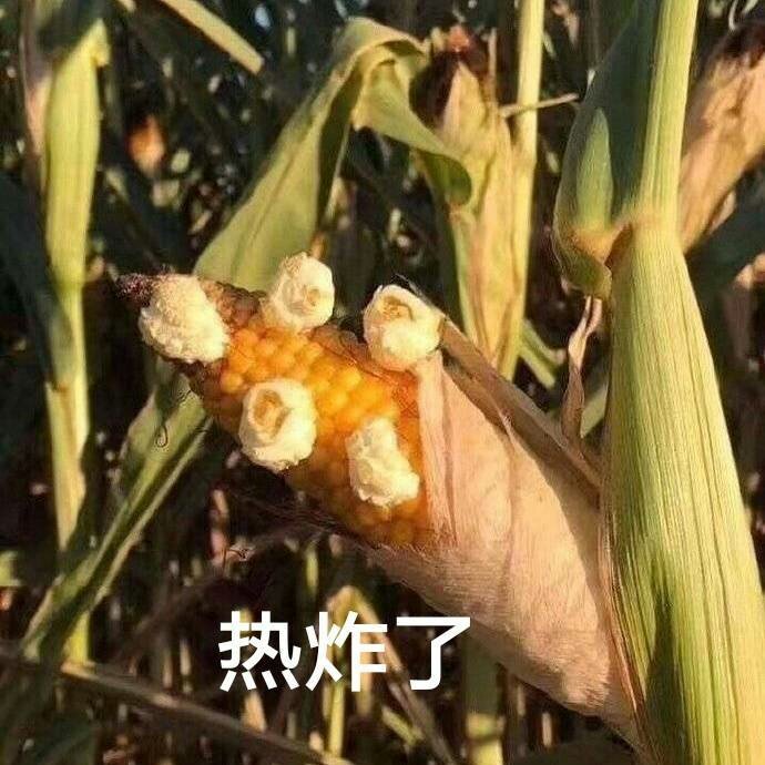 玉米热炸了