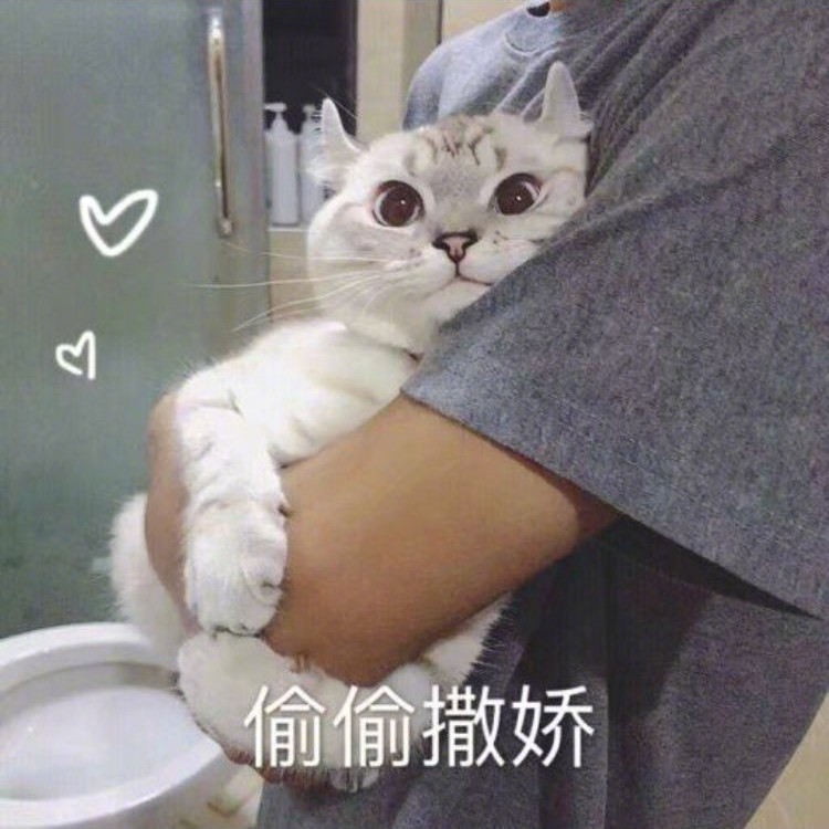 偷偷撒娇(猫咪)