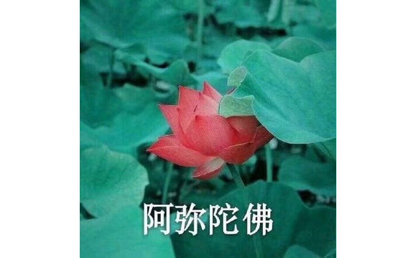 阿弥陀佛 - 中老年佛系花花表情包