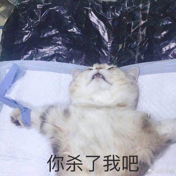 你杀了我吧(猫咪)