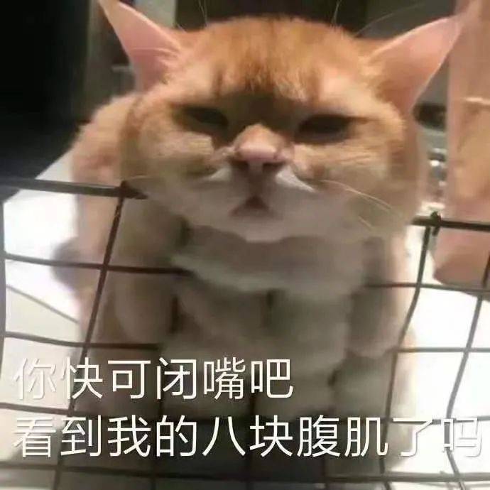 你快可闭嘴吧看到我的八块腹肌了(猫猫表情包)