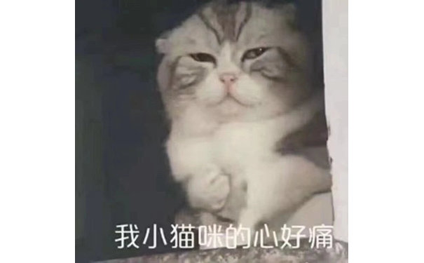 我小猫咪的心好痛