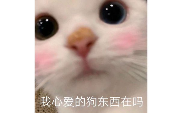 我心爱的狗东西在吗