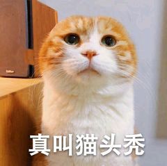 真叫猫头秃