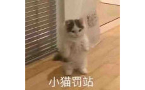 小猫罚站