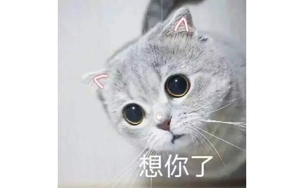 想你了 - 一组萌翻了的猫咪表情包