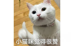 小猫咪觉得很赞(猫猫点赞表情包)