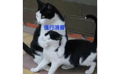 强行消音(猫咪捂嘴表情包)