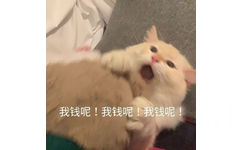 我钱呢!我钱呢!我钱呢(猫咪表情包)