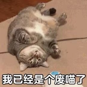 我已经是个废喵了(猫咪表情包)