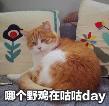 哪个野鸡在咕咕day - 生气专用猫咪表情包