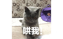 0o)0哄我(猫咪)