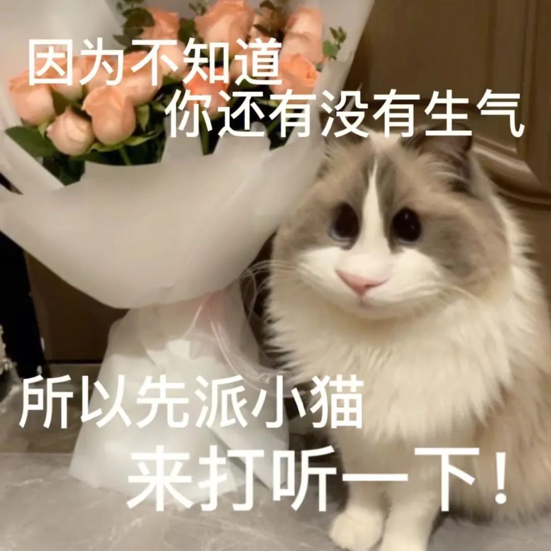 因为不知道你还有没有生气所以先派小猫来打听一下! - 今日份斗图表情包精选 2022/12/19