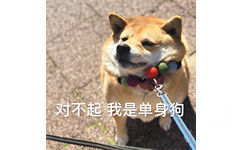 对不起 我是单身狗 - 单身狗 doge 表情包系列