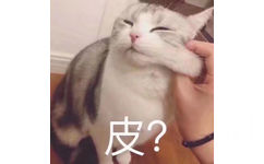 皮?(猫咪)