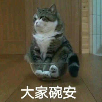 大家晚安（碗安，猫咪坐碗里）