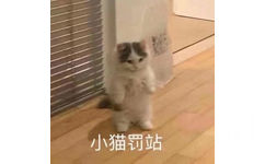 小猫罚站