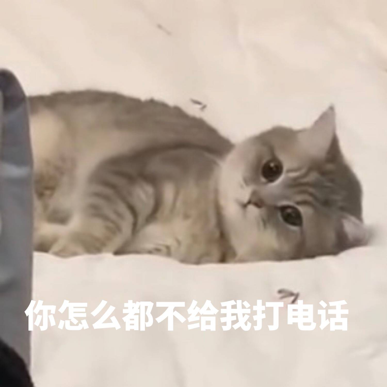 你怎么都不给我打电话（猫咪）